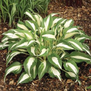 Hosta night before christmas