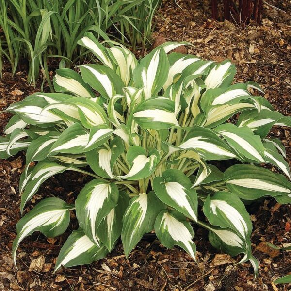 Hosta night before christmas