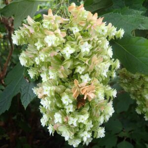 Hydrangea quercifolia snowflake kz2.jpg