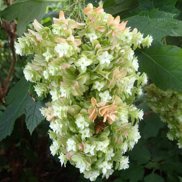 Hydrangea quercifolia snowflake kz2.jpg