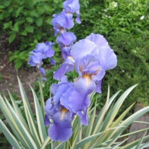 Iris pallida albo variegata