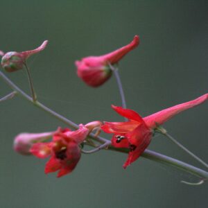 Larkspur red delphinium nudicaule 4 14 08 santa rita road 01 2414188721 1.jpg