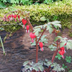 Lamprocapnos spectabilis valentine (13624423555)