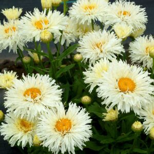 Leucanthemum coconut 3 1.jpg