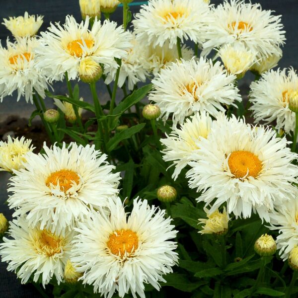 Leucanthemum coconut 3 1.jpg