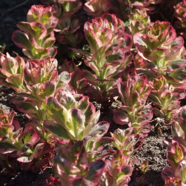 Lysimachia punctata alexander a1.jpg