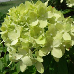 Mini limelight hydrangea.jpg