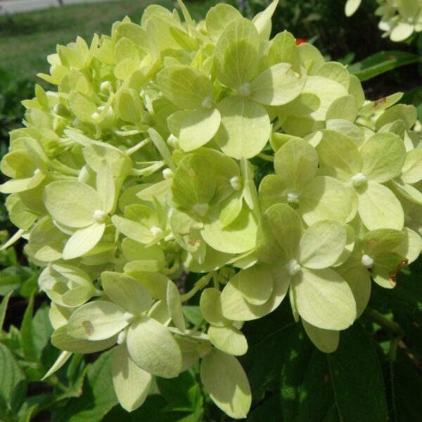 Mini limelight hydrangea.jpg