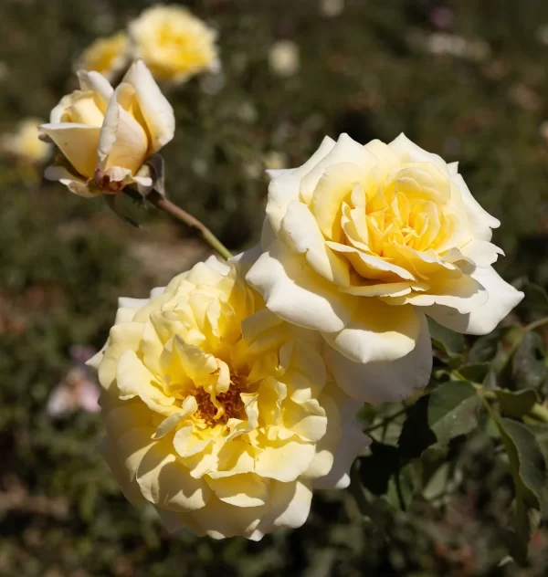 Ohhappyday blooms web e1739474813733