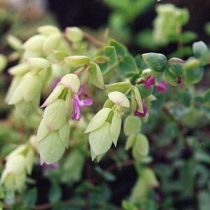 Origanum libanoticum.jpg