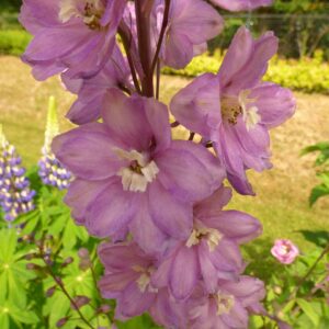 Ostrozka wyniosla. delphinium elatum l. 02.jpg