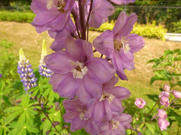 Ostrozka wyniosla. delphinium elatum l. 02.jpg