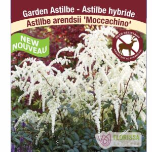 Pt astilbe moccachino.jpg
