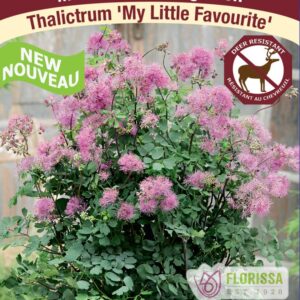 Pt thalictrum my little fortune.jpg