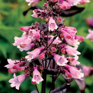 Penstemon dakota burgundy 3.jpg