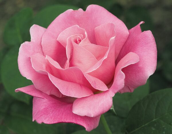 3791 perfume delight