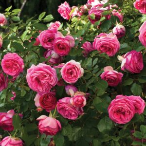 Pretty in pink eden 002 1