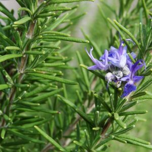 Rosemary 7560
