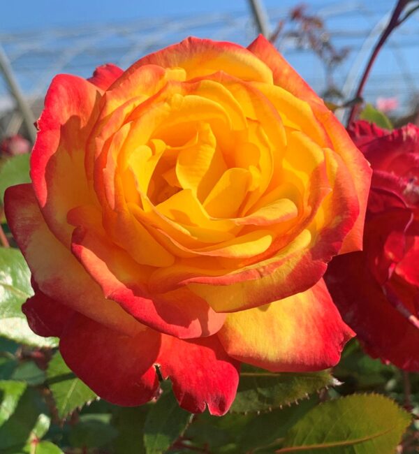 Sunbelt® garden flame oct 2023