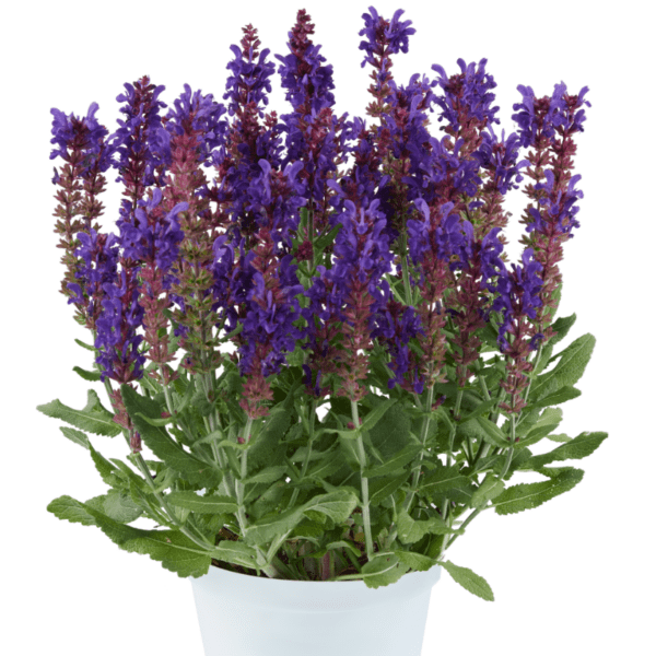 Salvia dark matter 1.png