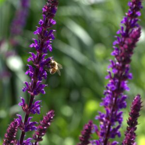 Salvia nemorosa caradonna with bee.jpg