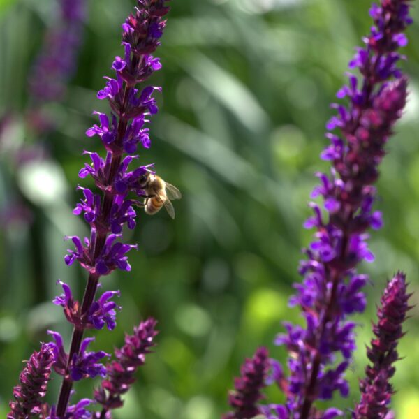 Salvia nemorosa caradonna with bee.jpg