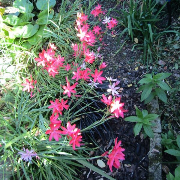 Schizostylis mixed colours
