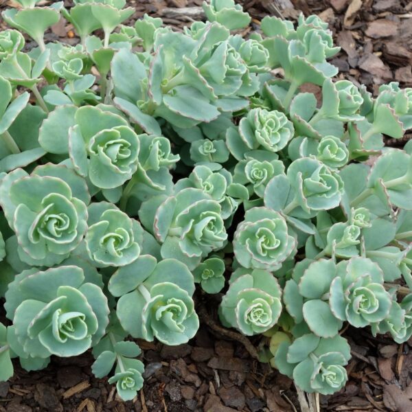 Sedum.jpg