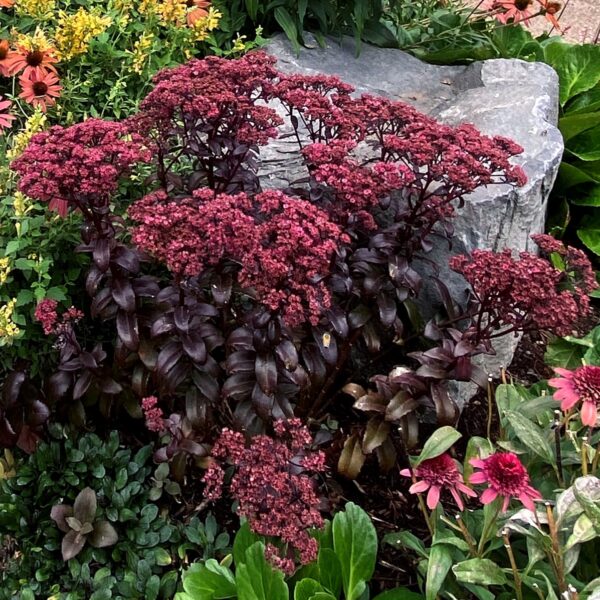 Sedum dark magic 18.jpg