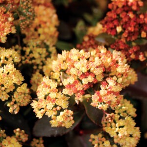 Sedum peach pearls 4.jpg