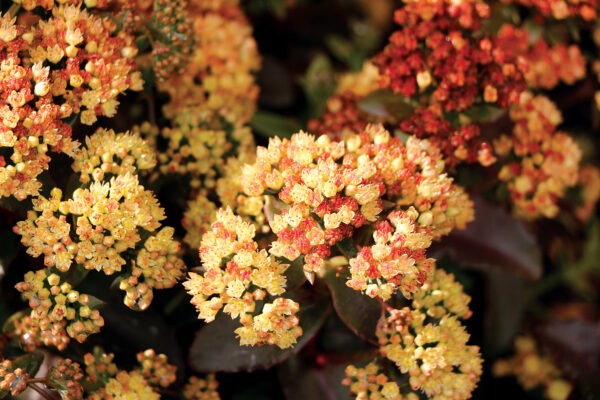 Sedum peach pearls 4.jpg