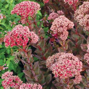 Sedum thunderhead 10.jpg