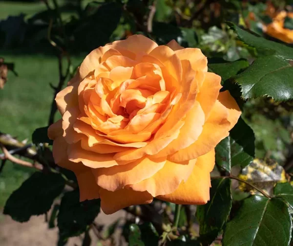 Tangerineskies arborose blooms 007