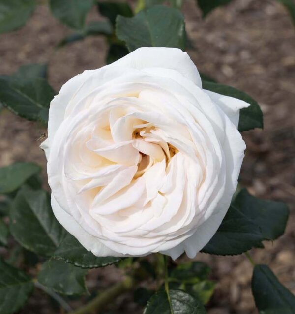 Topcream blooms 012