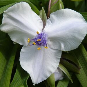 Tradescantia osprey jamain, cc by sa 3.0