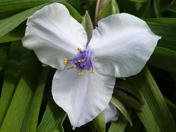 Tradescantia osprey jamain, cc by sa 3.0