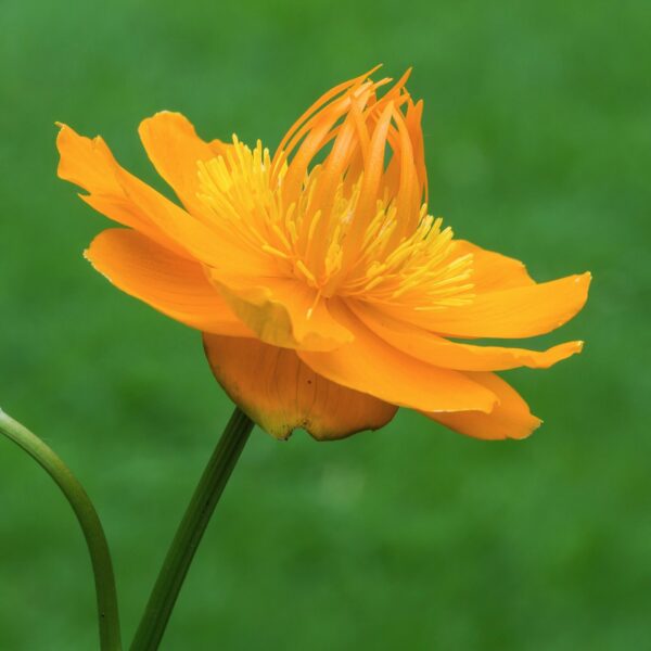 Trollius chinensis golden queen opvallende bloem met warme oranjeachtige kleur. locatie tuinreservaat jonkervallei 04 scaled 1.jpg