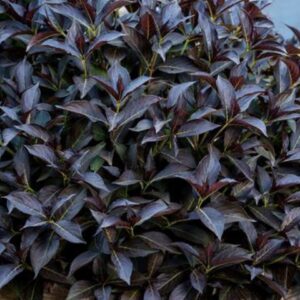 Weigela prisim arabian nights 001 480x480 1.jpg