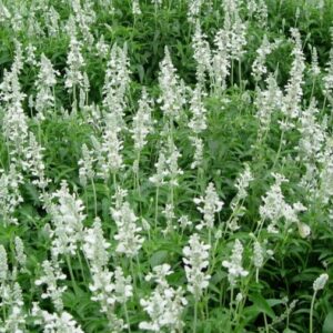 White lavender.jpeg