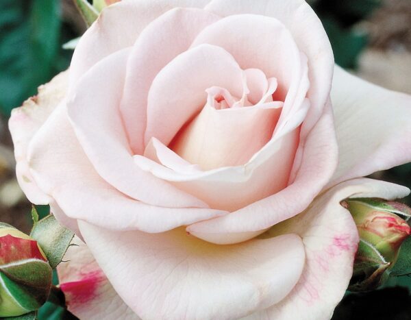 World war ii memorial rose