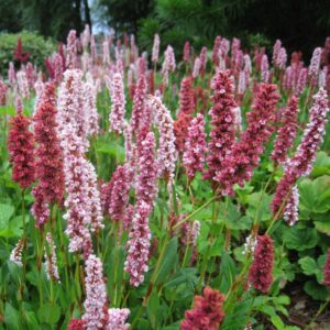 Bistort flowers plant colors garden summer green 1335869.jpg