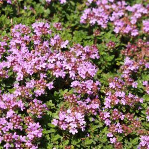 Creeping thyme.jpg