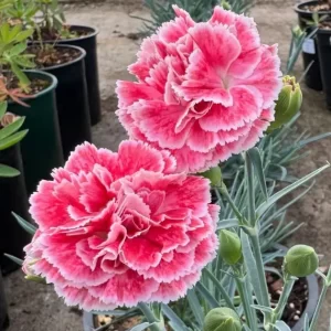 Dianthus coral reef close up.webp