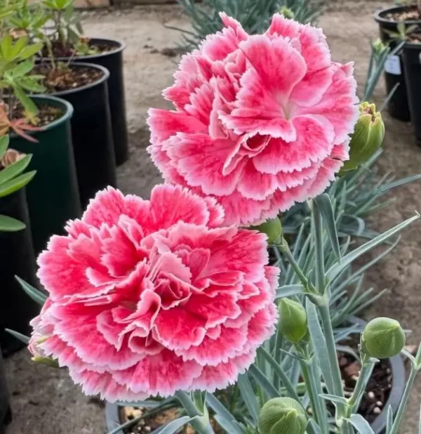 Dianthus coral reef close up.webp