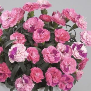 Dianthus roselly.jpg
