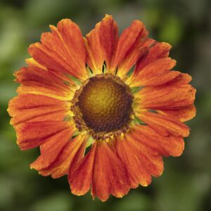 Hayday orange scaled 1.jpg