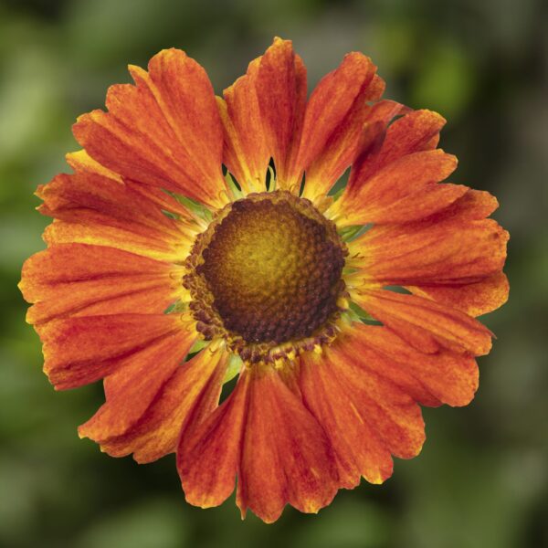 Hayday orange scaled 1.jpg