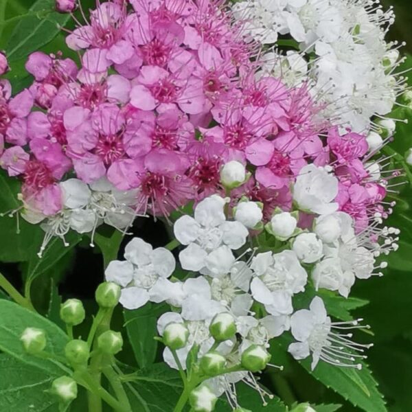 Spiraea japonica shirobana o genpei spirea.jpg