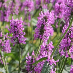 Stachys.jpg
