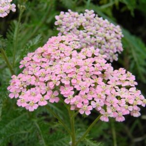 Tyacelistnik pink yarrow field grass nature landscapes d36386 1024.jpg